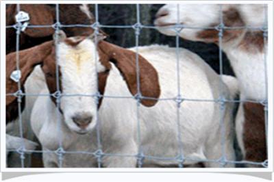 資陽草原圍欄網(wǎng)